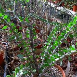 Alluaudia humbertii P121094 MCA (Madagascar) rooted cuttings 20-25 cm L